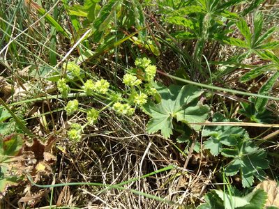 Alchemilla glaucescens, photographed by Grzegorz Grzejszczak