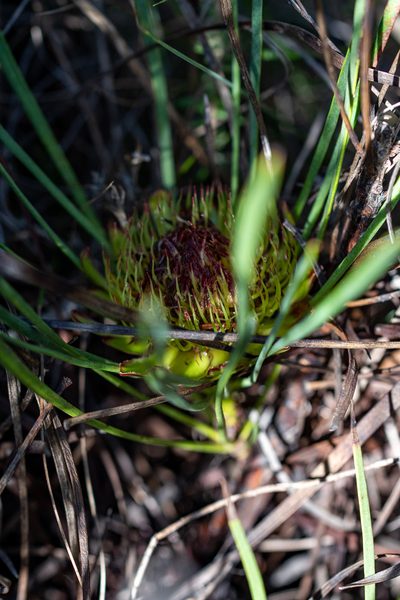 Protea angustata, photographed by magriet b