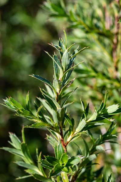Cliffortia prionota, photographed by magriet b