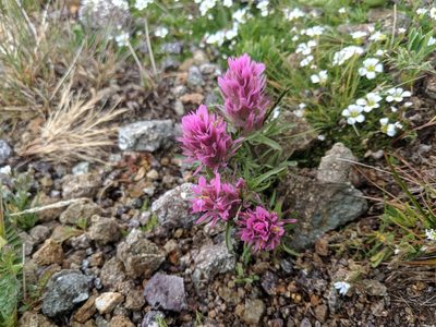 Castilleja haydenii, photographed by Ethan Rose