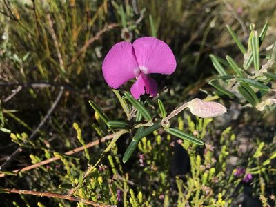 Podalyria oleifolia, photographed by Sam McCarren