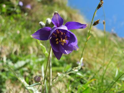 Aquilegia confusa, photographed by Marco Mussita