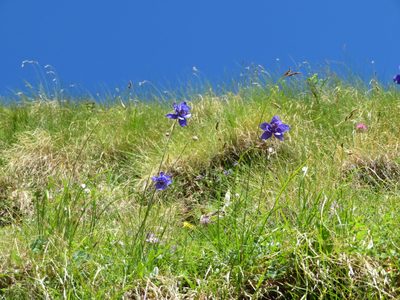 Aquilegia confusa, photographed by Marco Mussita