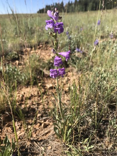 Penstemon pseudoputus, photographed by Robbie Hannawacker
