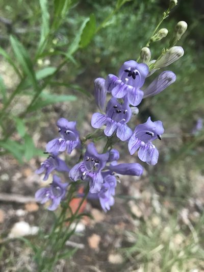 Penstemon pseudoputus, photographed by Robbie Hannawacker