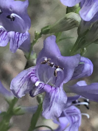Penstemon pseudoputus, photographed by Robbie Hannawacker