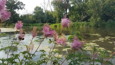 Filipendula rubra, photographed by Andrew St. Paul