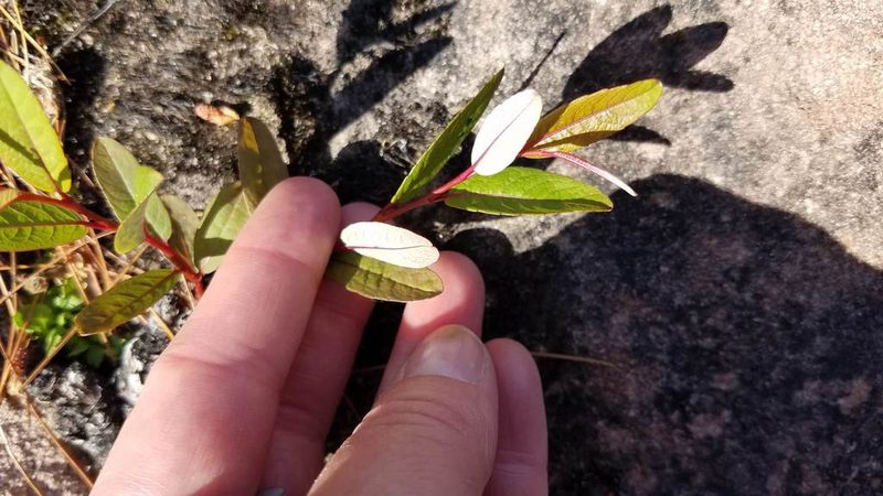 Salix myricoides, photographed by Sarah Johnson