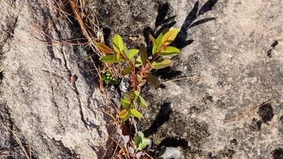 Salix myricoides, photographed by Sarah Johnson