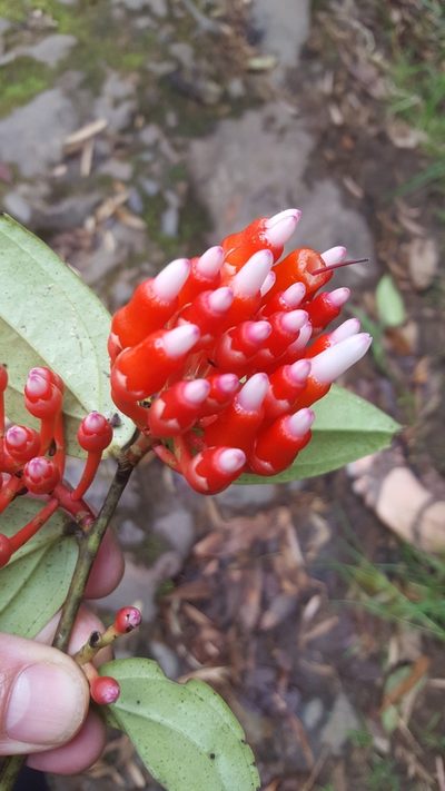 Psammisia ulbrichiana, photographed by Steven Bodzin