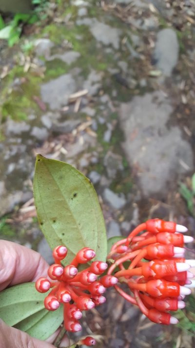 Psammisia ulbrichiana, photographed by Steven Bodzin