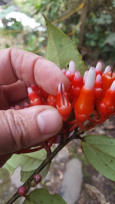 Psammisia ulbrichiana, photographed by Steven Bodzin