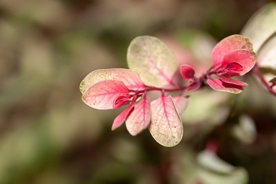 Breynia disticha, photographed by Richard Stovall