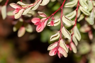 Breynia disticha, photographed by Richard Stovall