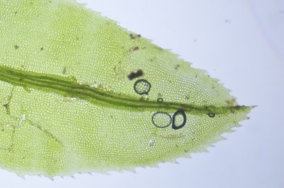 Oligotrichum parallelum, photographed by Randal