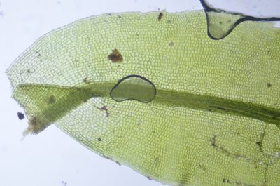Oligotrichum parallelum, photographed by Randal