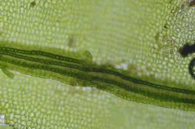 Oligotrichum parallelum, photographed by Randal