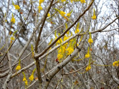 Conzattia sericea, photographed by Francisco Farriols Sarabia
