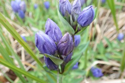 Gentiana sceptrum, photographed by Randal