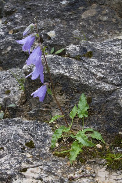 Campanula sarmatica, photographed by Kristof Zyskowski