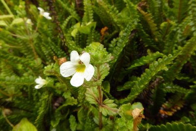Euphrasia australis, photographed by Cara-Lisa Schloots