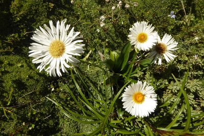 Celmisia holosericea, photographed by Cara-Lisa Schloots