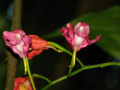 Phaius mishmensis, photographed by Rohit Naniwadekar
