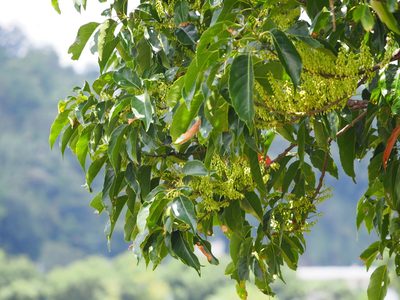 Elaeocarpus serratus, photographed by 葉子