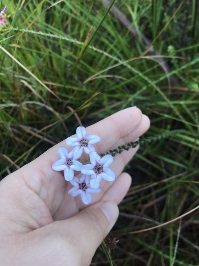 Adenandra brachyphylla, photographed by Sam McCarren