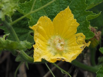 Cucurbita moschata, photographed by 葉子
