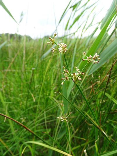 Juncus subnodulosus, photographed by Grzegorz Grzejszczak