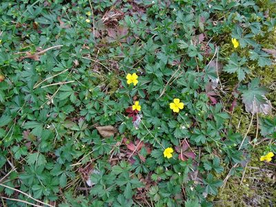 Potentilla anglica, photographed by Grzegorz Grzejszczak