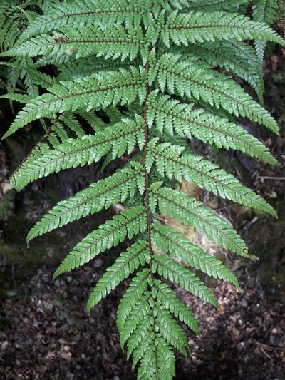 Dicksonia lanata, photographed by naturewatchwidow
