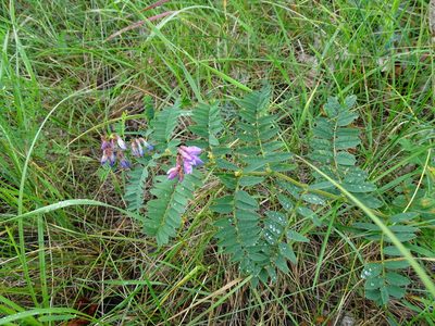 Vicia cassubica, photographed by Grzegorz Grzejszczak