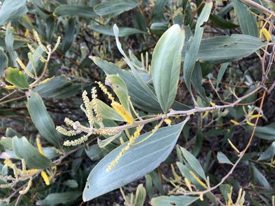 Acacia holosericea