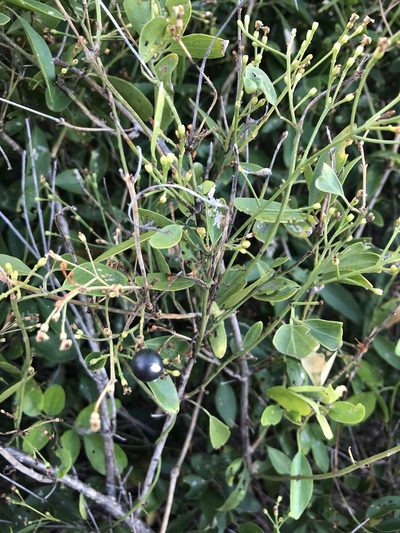 Jasminum simplicifolium, photographed by elawrey