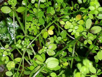 Galium propinquum, photographed by Leon Perrie