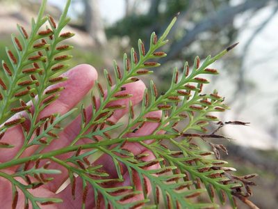 Asplenium haurakiense, photographed by Jacqui Geux