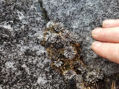 Celmisia similis, photographed by Brett Sandford