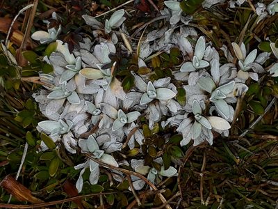 Argyrotegium mackayi, photographed by Leon Perrie