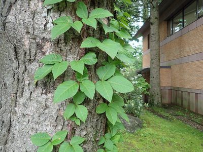 Toxicodendron orientale, photographed by Yoshihiro Tokue