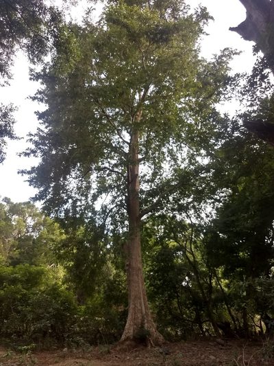 Terminalia arjuna, photographed by P Jeganathan