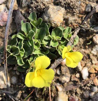 Moraea galaxia, photographed by Cecile Roux