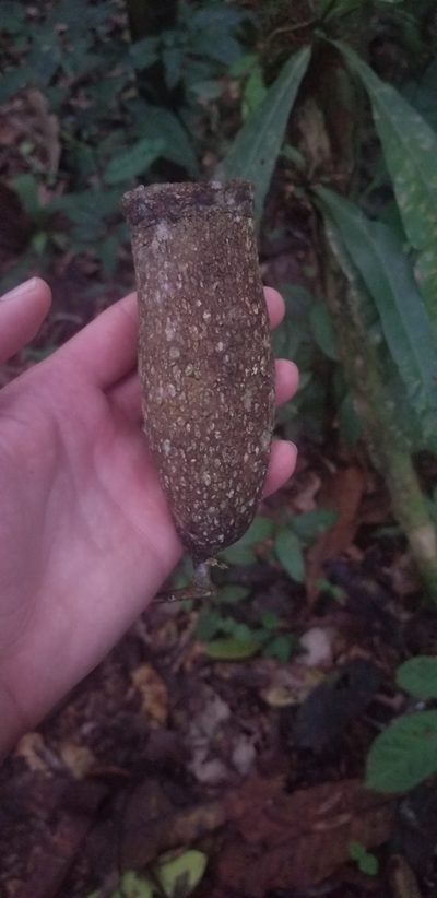 Couratari guianensis, photographed by Monica Ventrice