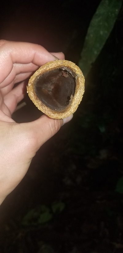 Couratari guianensis, photographed by Monica Ventrice