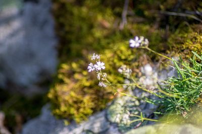 Gypsophila uralensis, photographed by Кирилл Зенин