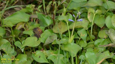 Pontederia korsakowii, photographed by Kim, Hyun-tae