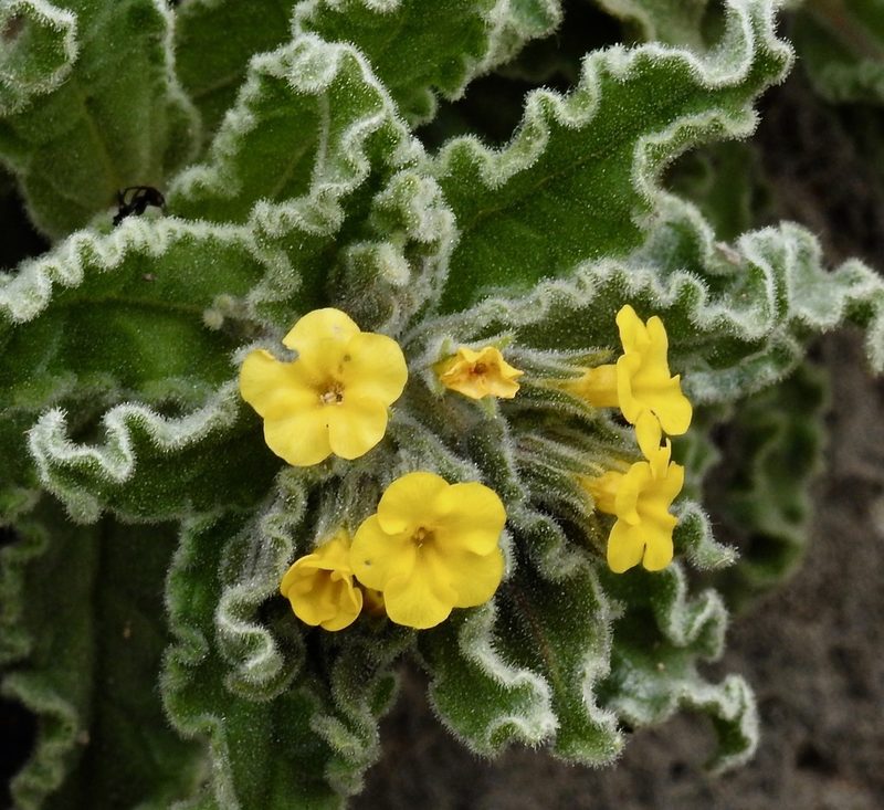 Alkanna hellenica, photographed by desertnaturalist