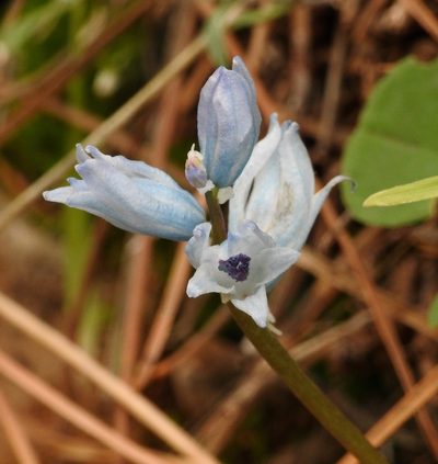 Bellevalia hyacinthoides, photographed by desertnaturalist