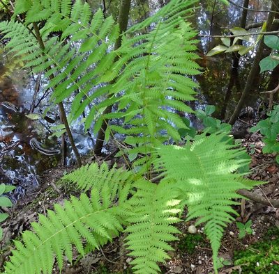 Coryphopteris simulata, photographed by Sandra Keller